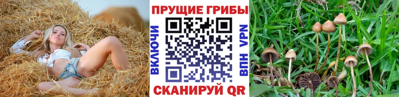 Галлюциногенные грибы GOLDEN TEACHER  наркота  Великие Луки 